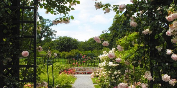 Beautiful Rose Trellis Jessica Jenney