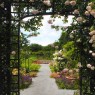 Beautiful-Rose-Trellis-Jessica-Jenney
