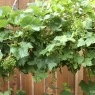 Best Options Of Grape Trellis