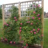 Decoration Rose trellis