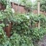 Design Grape Trellis Home