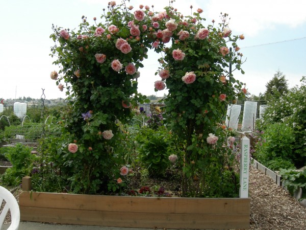 : Interbay_Rose Trellis