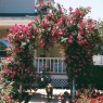 Red-rose-Rose trellis