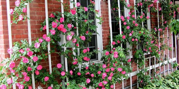 Rose Trellis Decoration Ideas