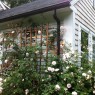 Rose trellis front Home