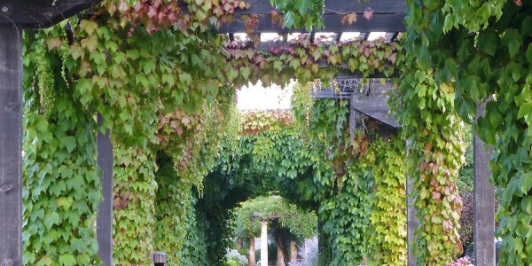 Trellis Grape Vine Covered Arbor Design