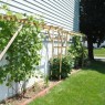 Wooden Grape Trellis Minimalist
