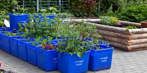 Edible Container Garden