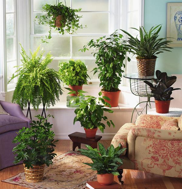 : Indoor Plants Room Decorating Ideas