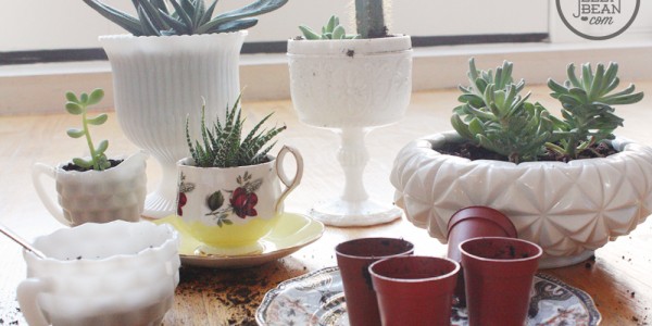 Planting Succulents_decoration Indoor