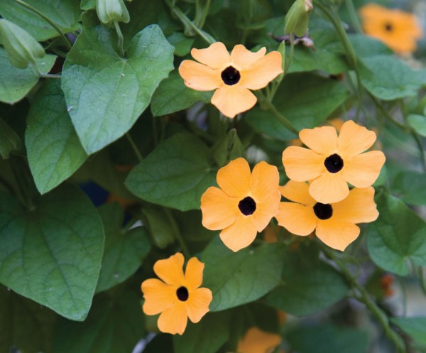 : Thunbergia Blk Eyed Susan Vine