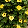 black-eyed-susan-vines-fast-growing