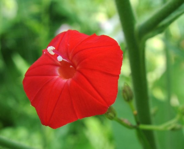 : Cardinal Climber Flower Detail Red
