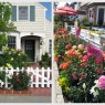 colorful-living-picket fence design,